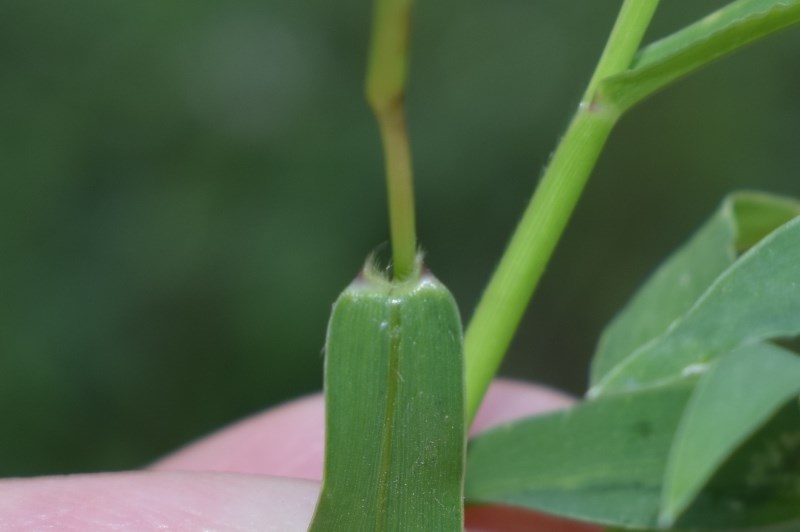 Setaria italica subsp. viridis / Setaria verde