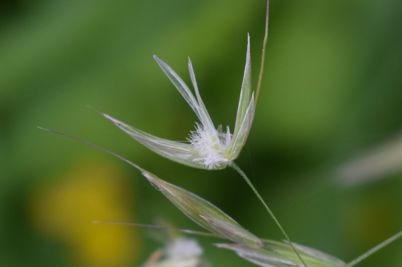 Arrhenatherum elatius / Avena altissima