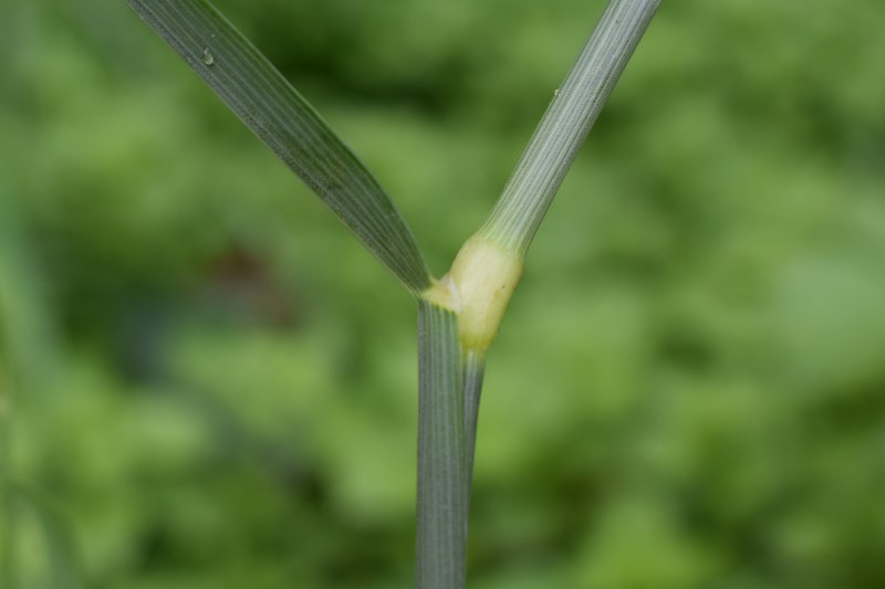 Arrhenatherum elatius / Avena altissima