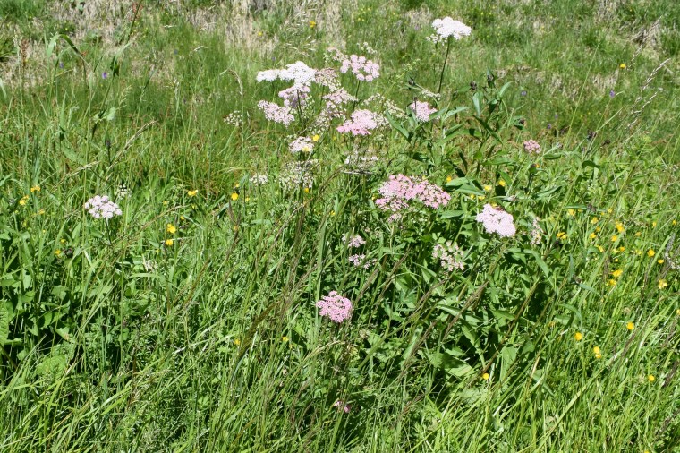 Apiacea - Pimpinella major