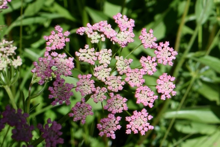 Apiacea - Pimpinella major