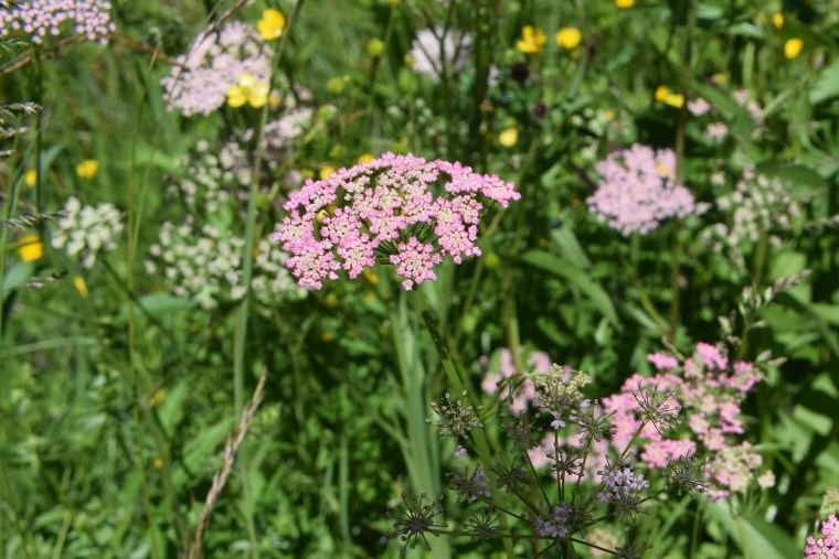 Apiacea - Pimpinella major