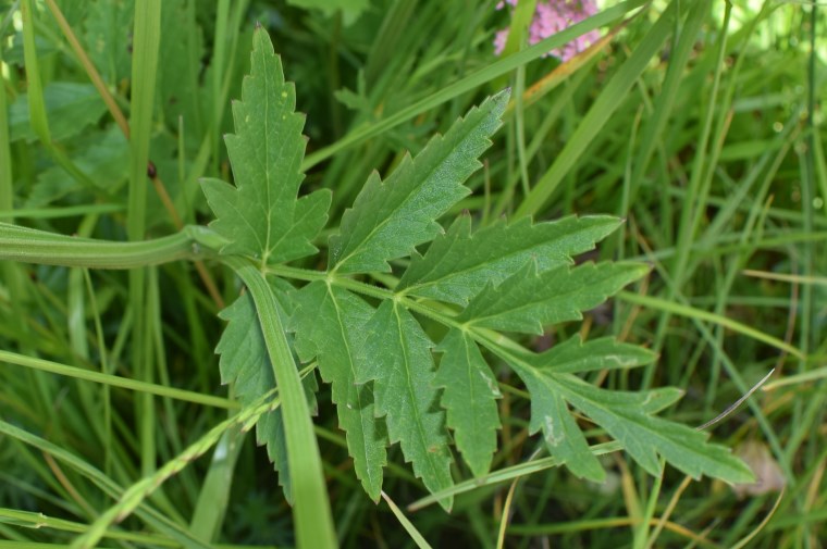 Apiacea - Pimpinella major