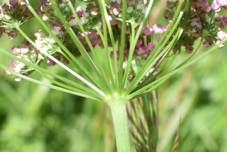 Apiacea - Pimpinella major