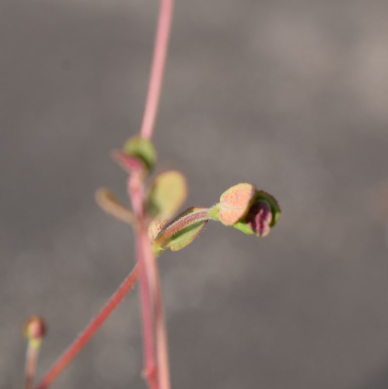 Curiosit� su Euphorbia