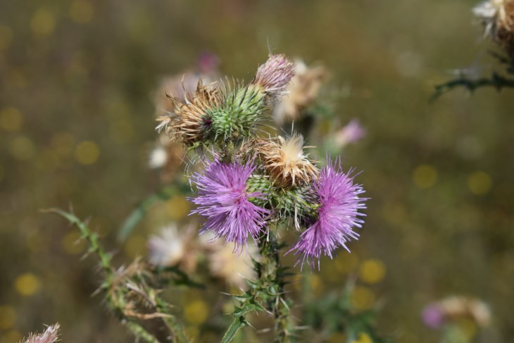 Quale Cirsium?  Cirsium vulgare