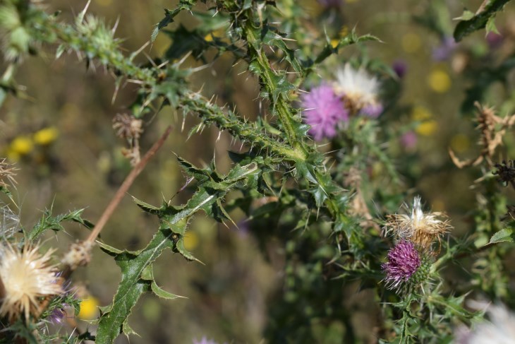 Quale Cirsium?  Cirsium vulgare