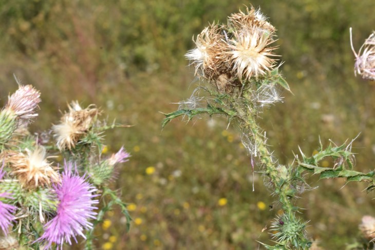 Quale Cirsium?  Cirsium vulgare