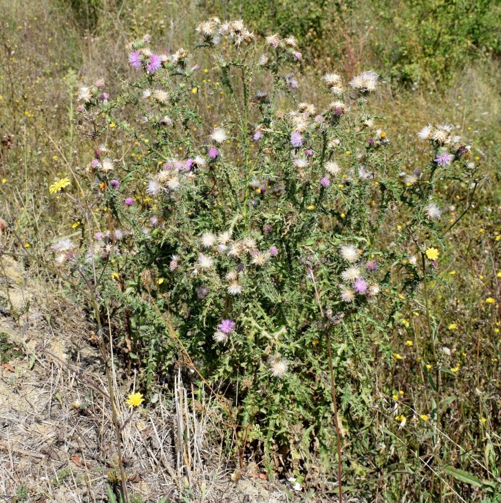 Quale Cirsium?  Cirsium vulgare