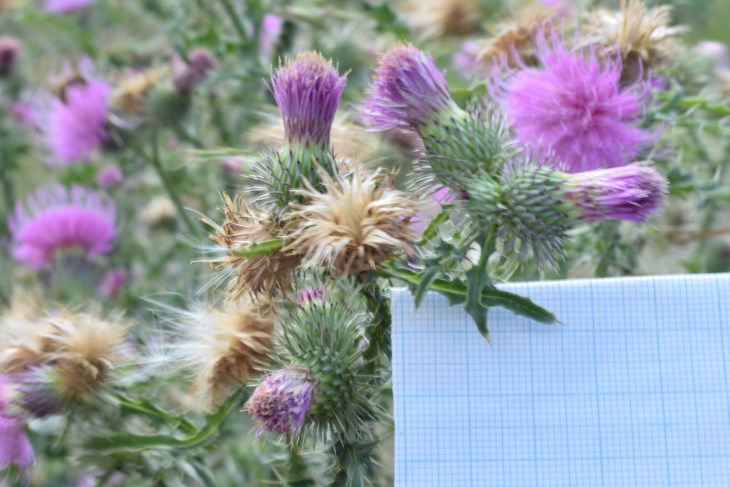 Quale Cirsium?  Cirsium vulgare