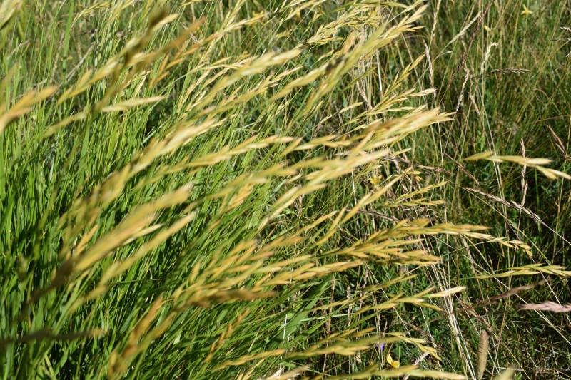 Poaceae: cfr. Brachypodium genuense