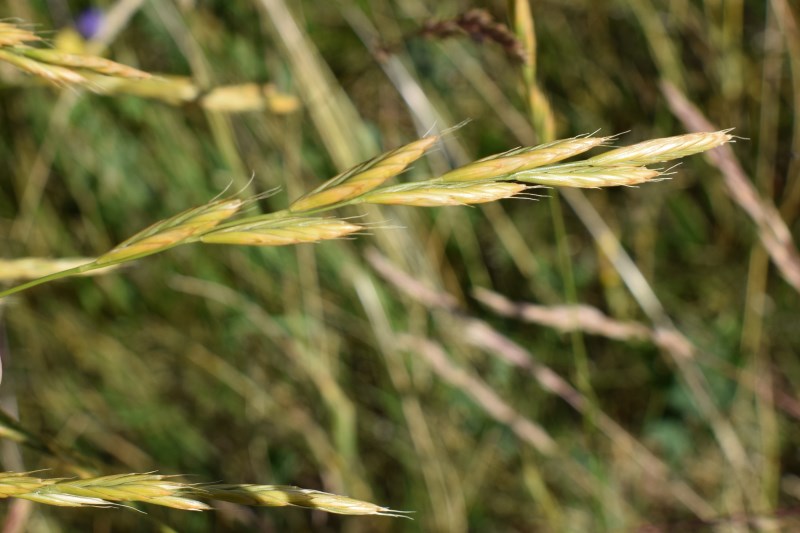 Poaceae: cfr. Brachypodium genuense