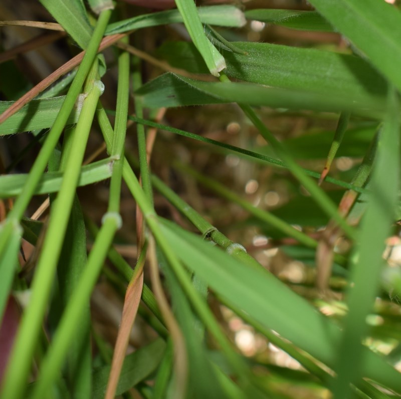 Poaceae: cfr. Brachypodium genuense