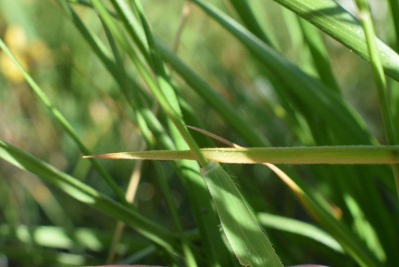Poaceae: cfr. Brachypodium genuense