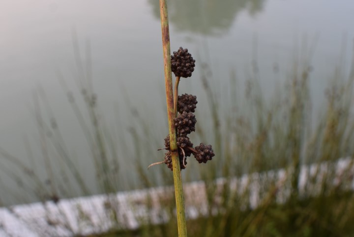 Juncacea? No, Scirpoides holoschoenus (Cyperaceae)
