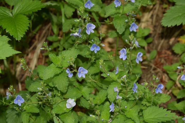 Veronica chamaedrys (Scrophulariaceae)