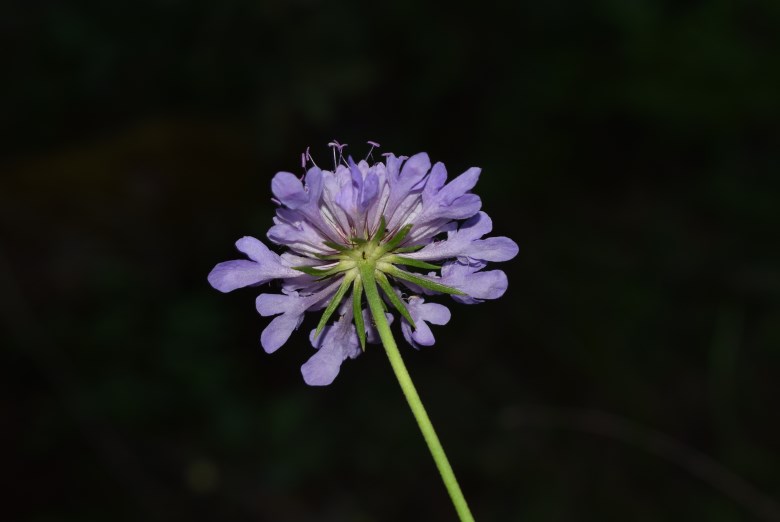 Scabiosa cfr. trianda