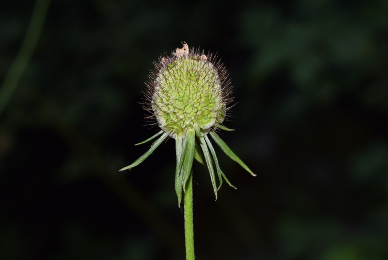 Scabiosa cfr. trianda
