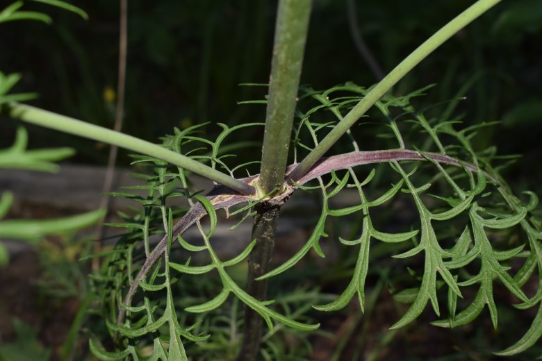 Scabiosa cfr. trianda
