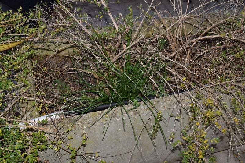 Foglie in aiuola: Ornithogalum sp.