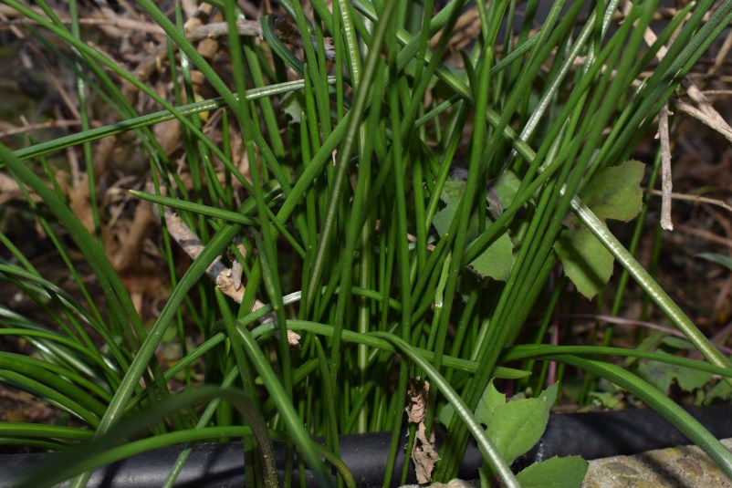 Foglie in aiuola: Ornithogalum sp.