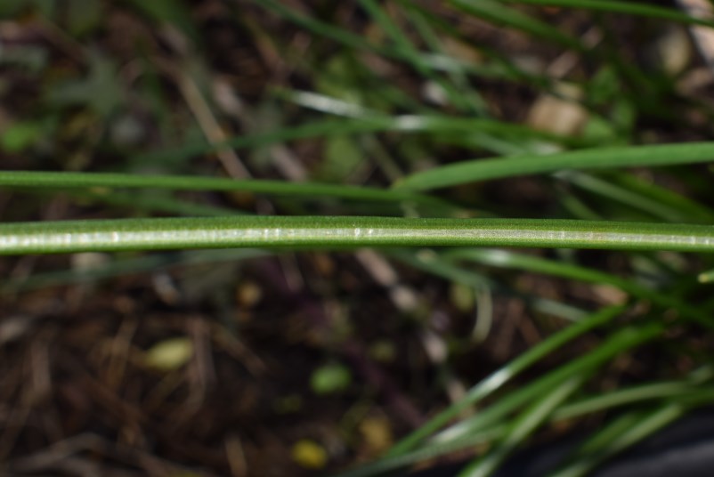 Foglie in aiuola: Ornithogalum sp.