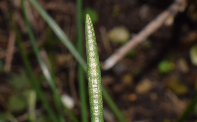 Foglie in aiuola: Ornithogalum sp.