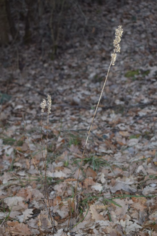 Cosa potrebbe essere?  cfr. Solidago sp.