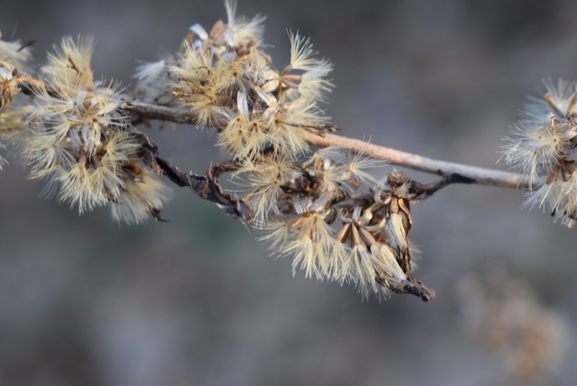 Cosa potrebbe essere?  cfr. Solidago sp.