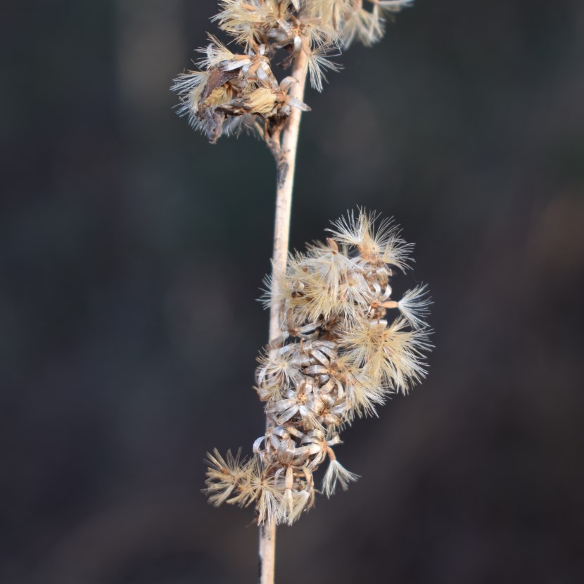 Cosa potrebbe essere?  cfr. Solidago sp.