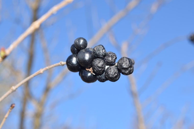 Che pianta ?  Ligustrum vulgare