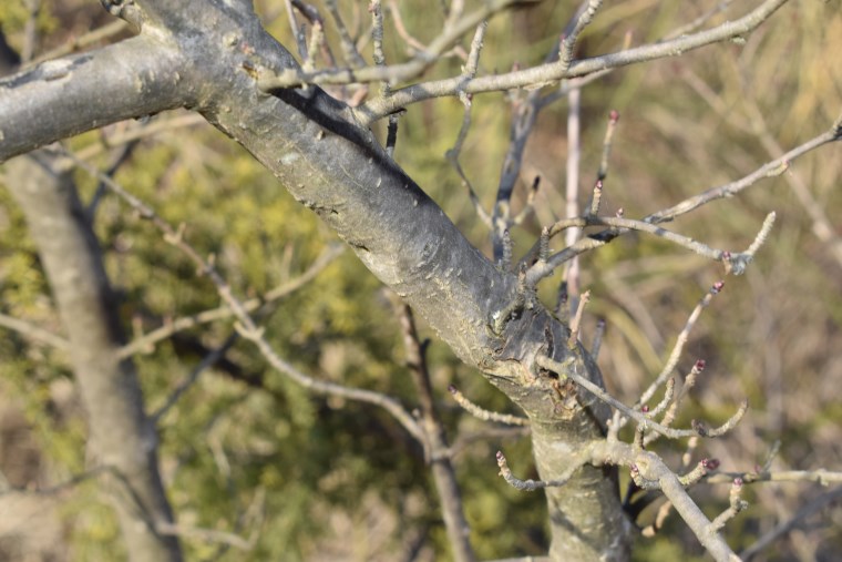 Che pianta ?  Ligustrum vulgare