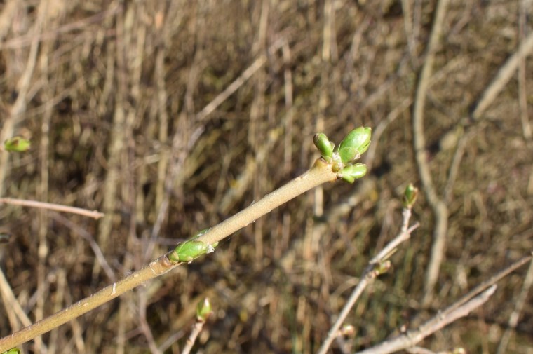 Che pianta ?  Ligustrum vulgare