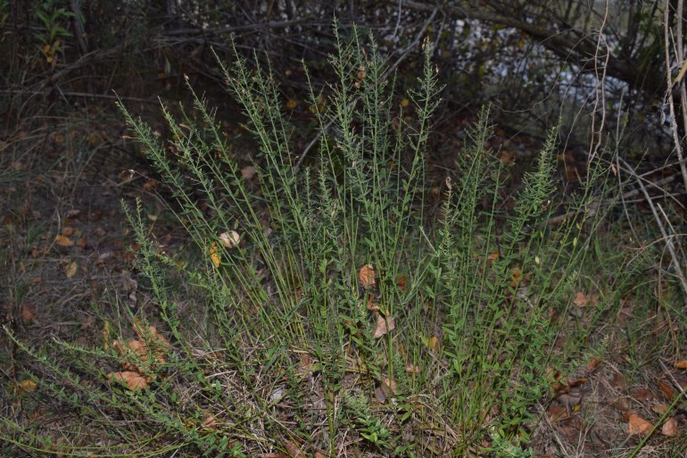 Quale Fabacea?  cfr. Genista tinctoria