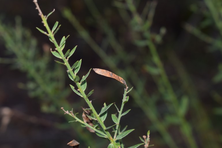Quale Fabacea?  cfr. Genista tinctoria