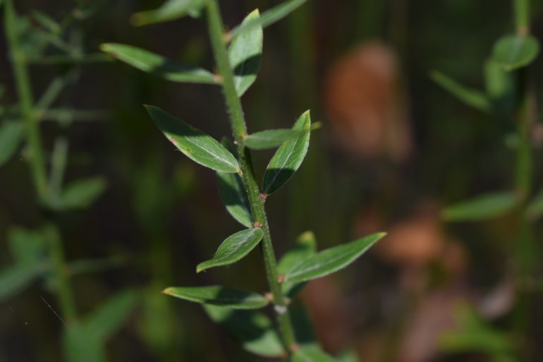 Quale Fabacea?  cfr. Genista tinctoria