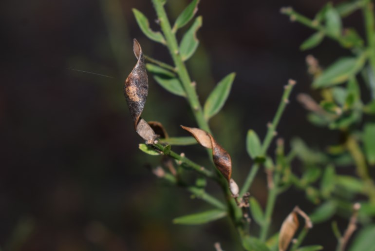 Quale Fabacea?  cfr. Genista tinctoria
