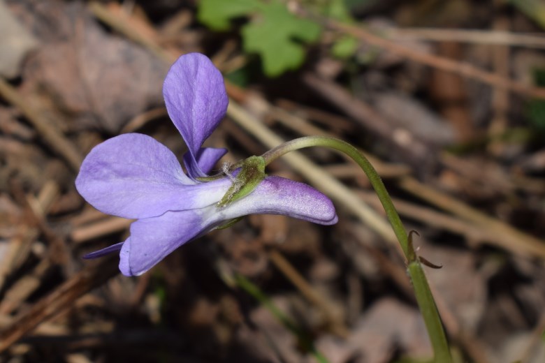 Viola reichenbachiana?  S !