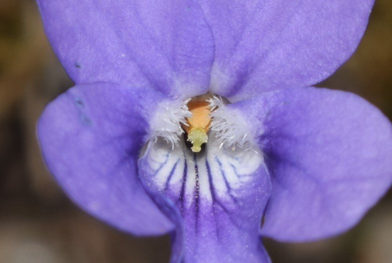 Viola reichenbachiana?  S !