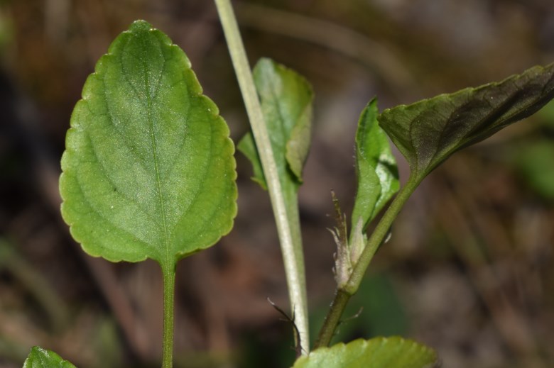 Viola reichenbachiana?  S !