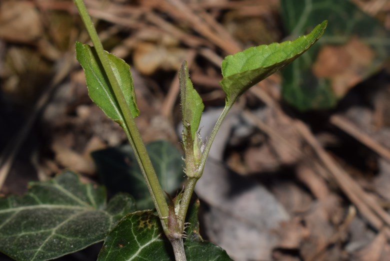 Viola reichenbachiana?  S !