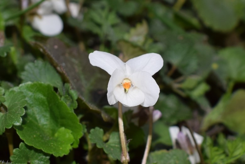 Viola alba subsp. alba ?  S !