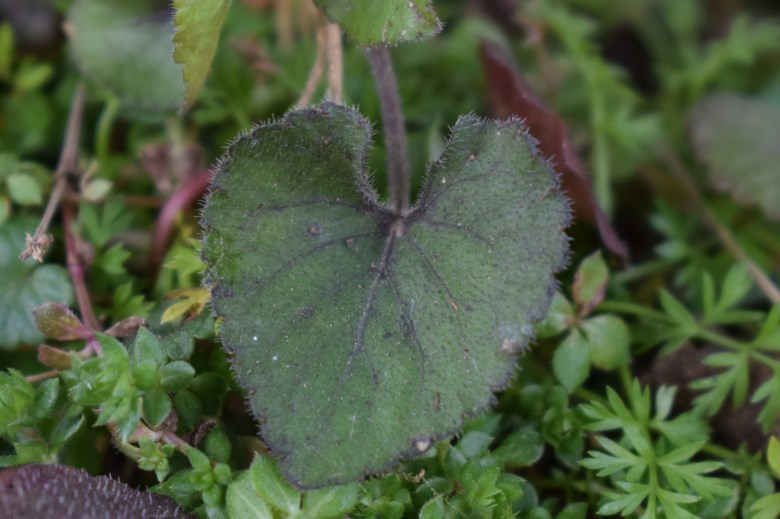 Viola alba subsp. alba ?  S !