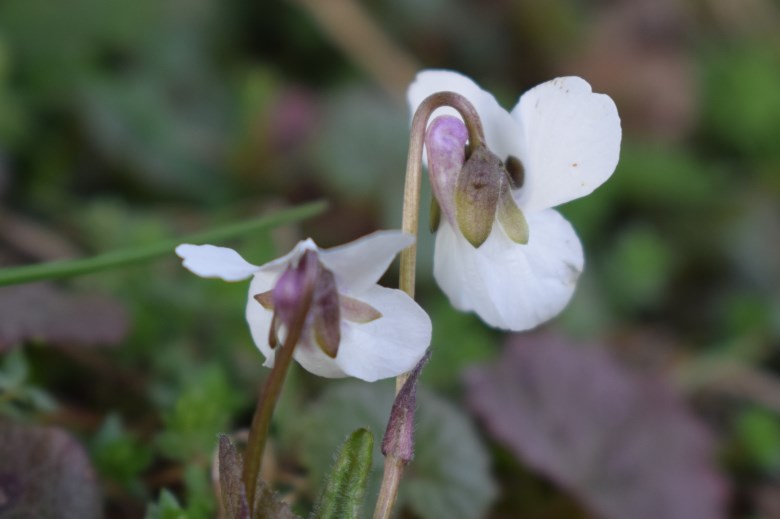 Viola alba subsp. alba ?  S !