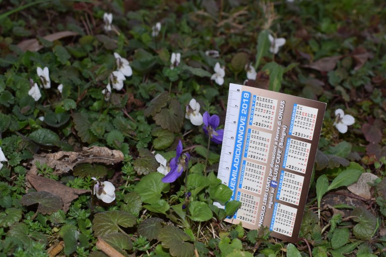 Viola alba subsp. alba ?  S !