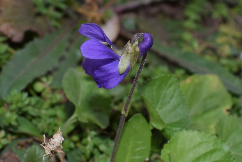 Viola odorata?... pi prob. Viola alba subsp. dehnhardtii