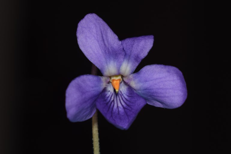 Viola odorata?... pi prob. Viola alba subsp. dehnhardtii