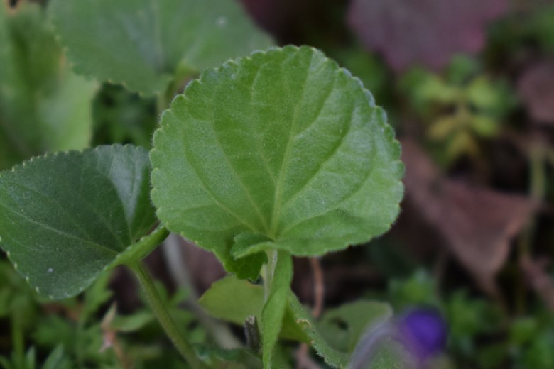 Viola odorata?... pi prob. Viola alba subsp. dehnhardtii