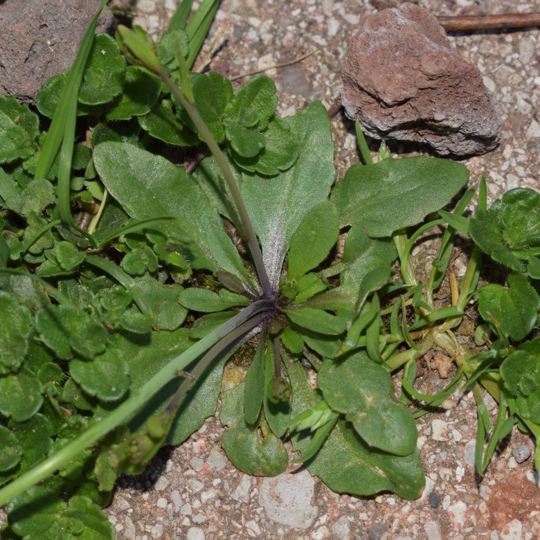 Fiori bianchi. Brassicacea? S, Arabidopsis thaliana