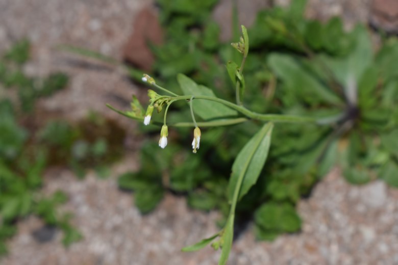 Fiori bianchi. Brassicacea? S, Arabidopsis thaliana